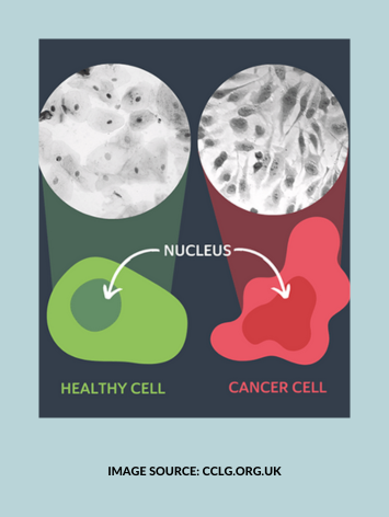 Breast Cancer Screening and Prevention